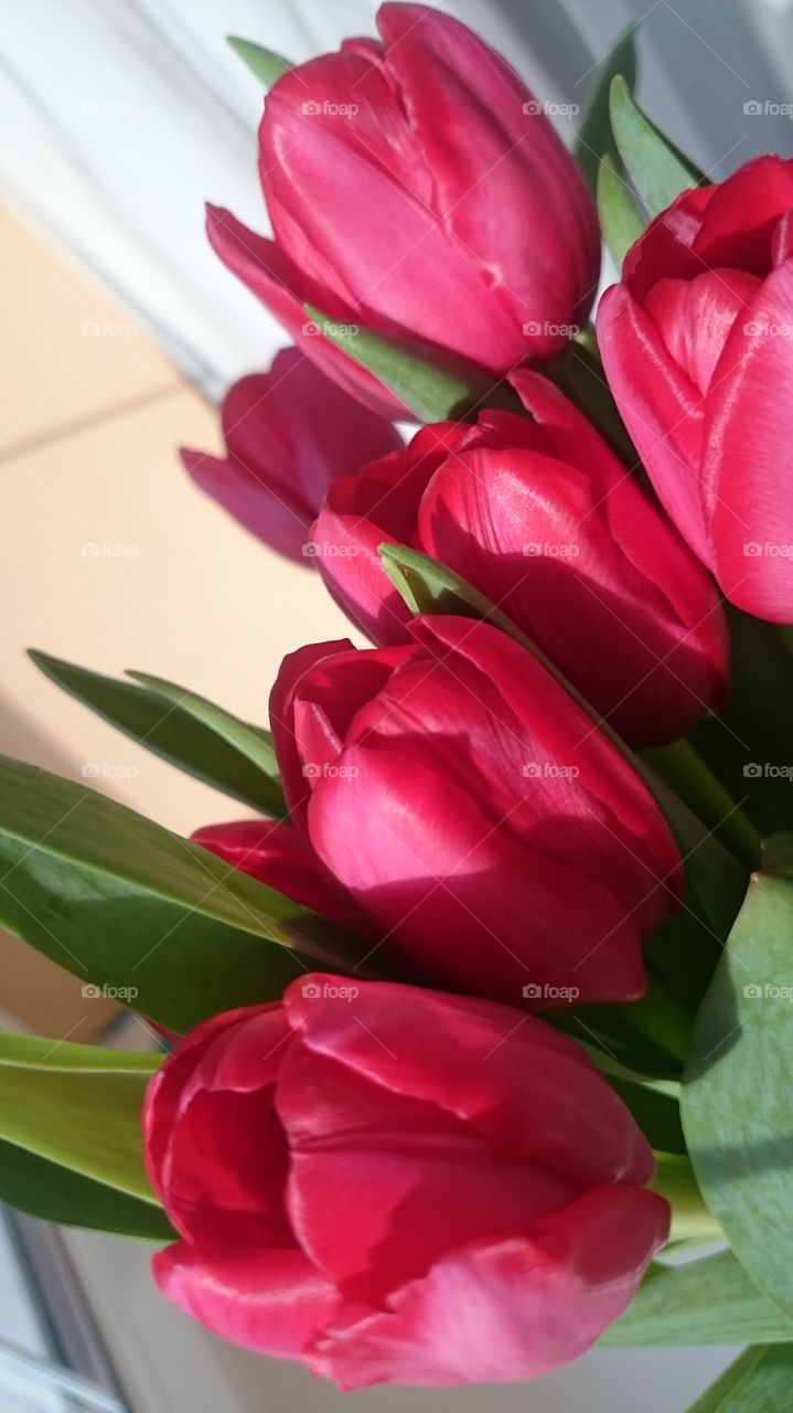 spring red tulips