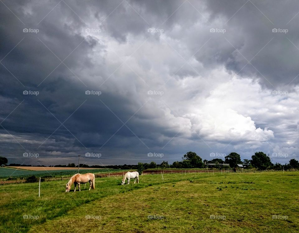 Suffolk skies. two horses grazing in a green meadow under moody Suffolk skies