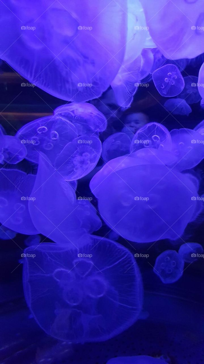 baby girl discovering the jellyfish