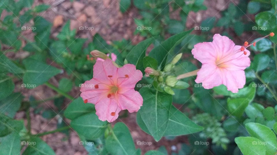 Hendirikka flower