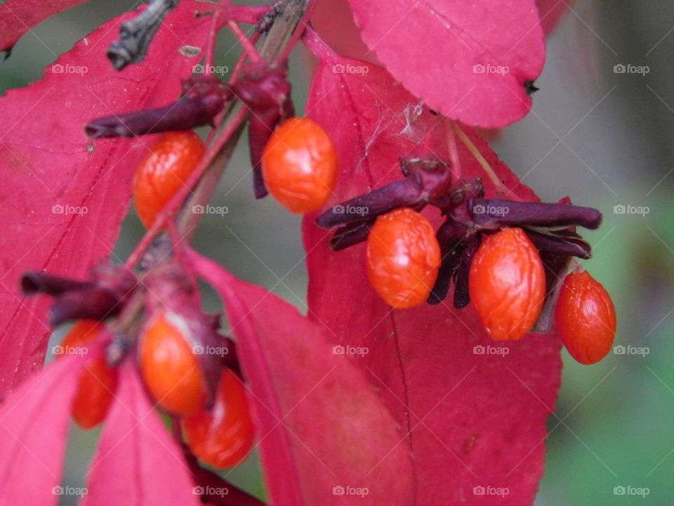 Burning Bush and it's  red berries