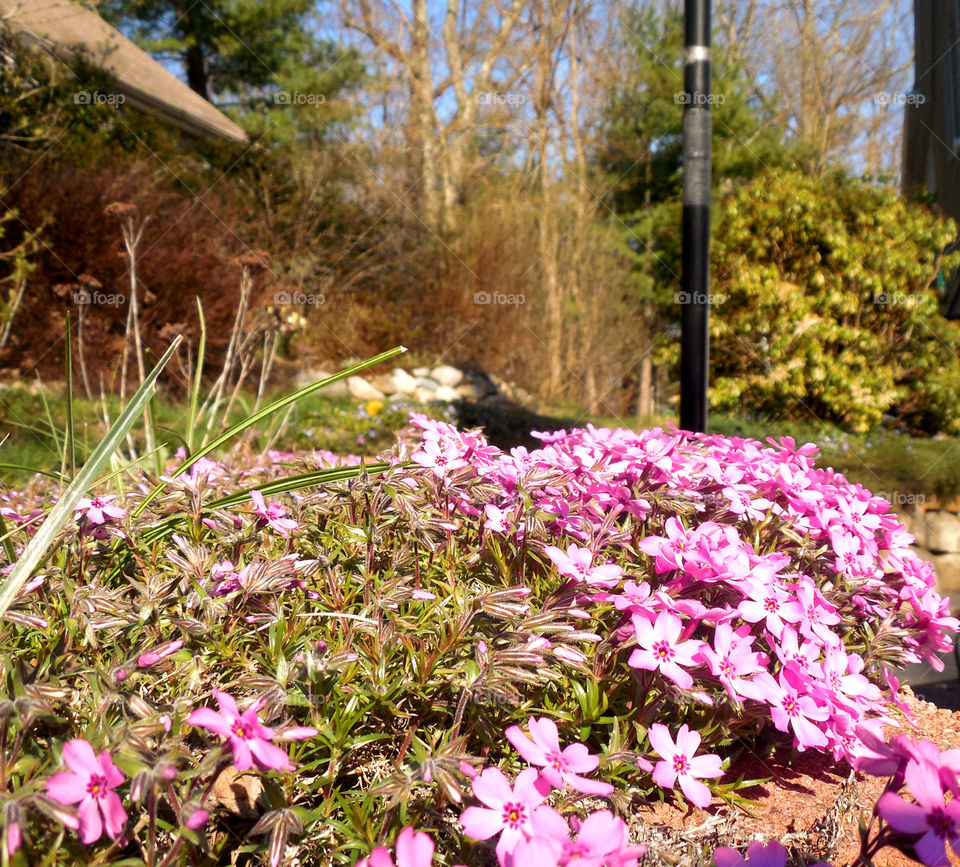 Flowers sprouting . Purple 