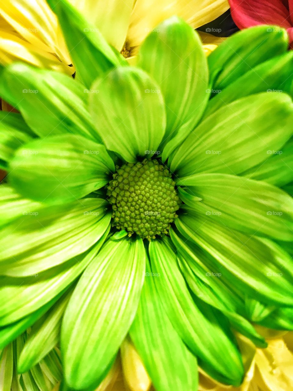 Green daisy 