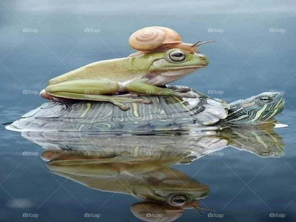 Frog on the crocodile body