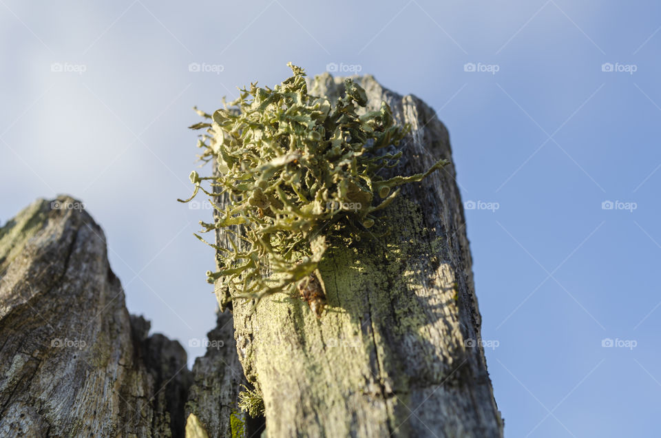 Ramalina Americana Growing On Post