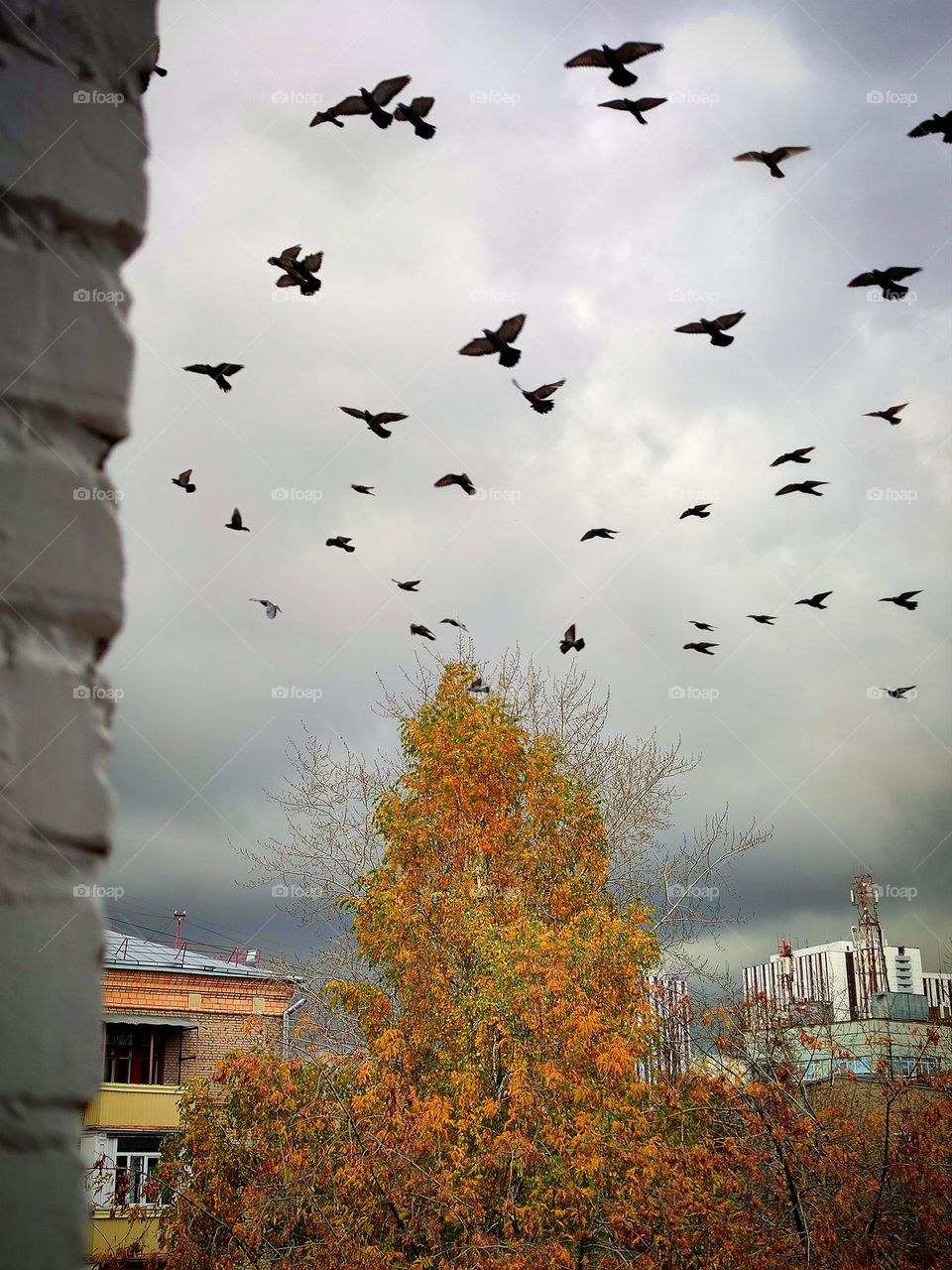 View from the window. Among the skyscrapers stands an autumn yellow tree, over which a flock of pigeons flies. Gray clouds