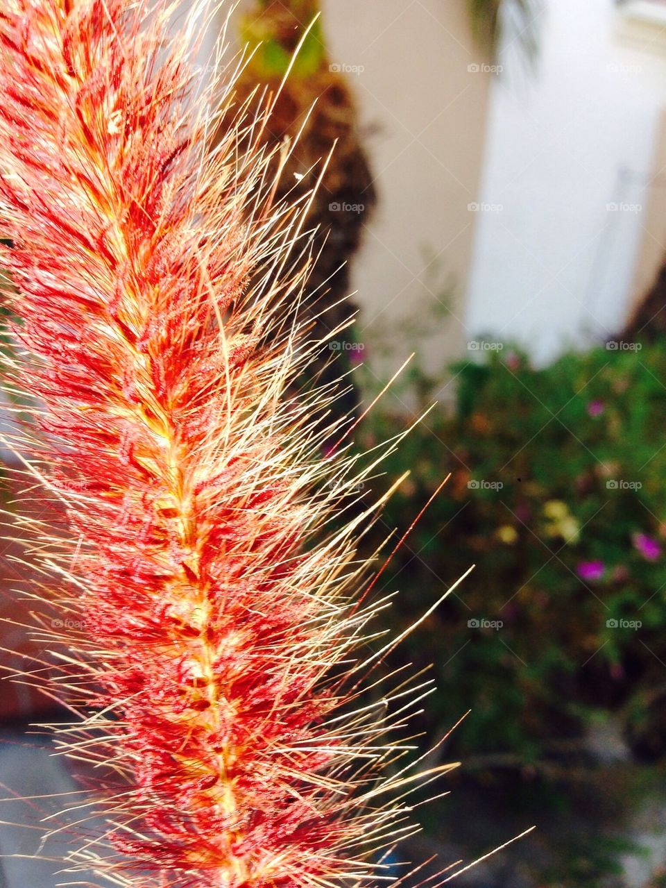 Fuzzy plant