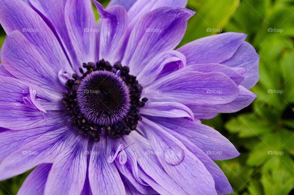 Water drops on purple flower
