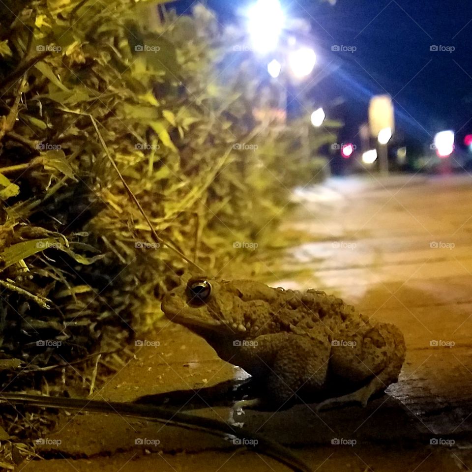 Urban Toad 2