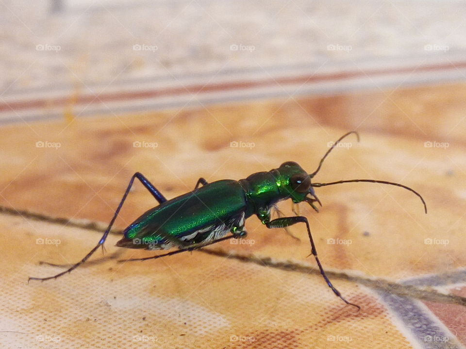 Beautiful kirkit bug