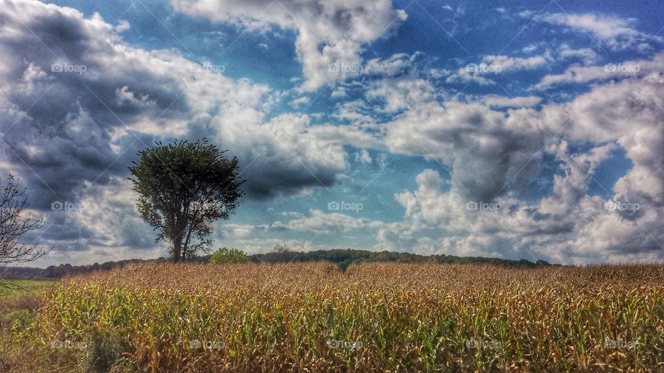 Nature. Corn Field