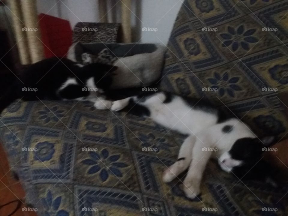 two cats babys
