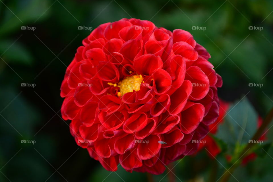 Dahlia red flower ball with yellow center