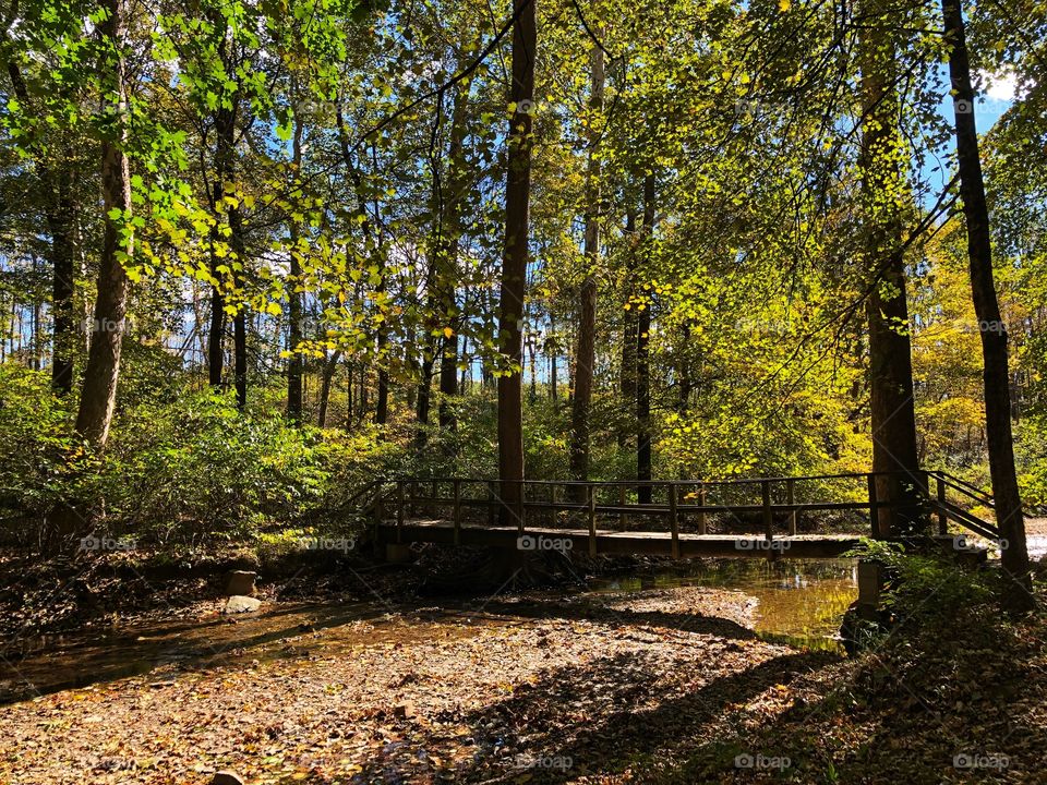 Bridge in the woods