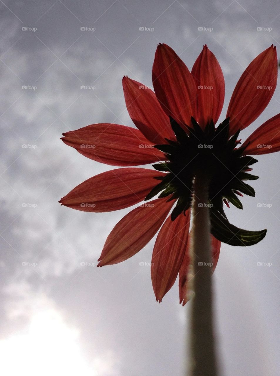 Red flower against the sky. Looking up at a red coneflower against the sky. Captured with my iphone