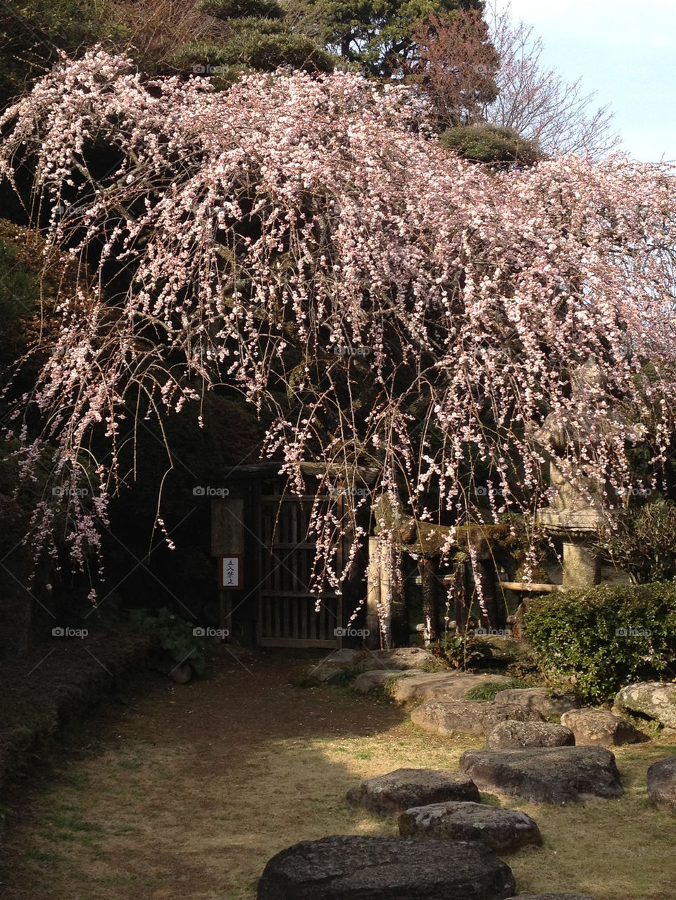 spring flower tree japanese by kumi
