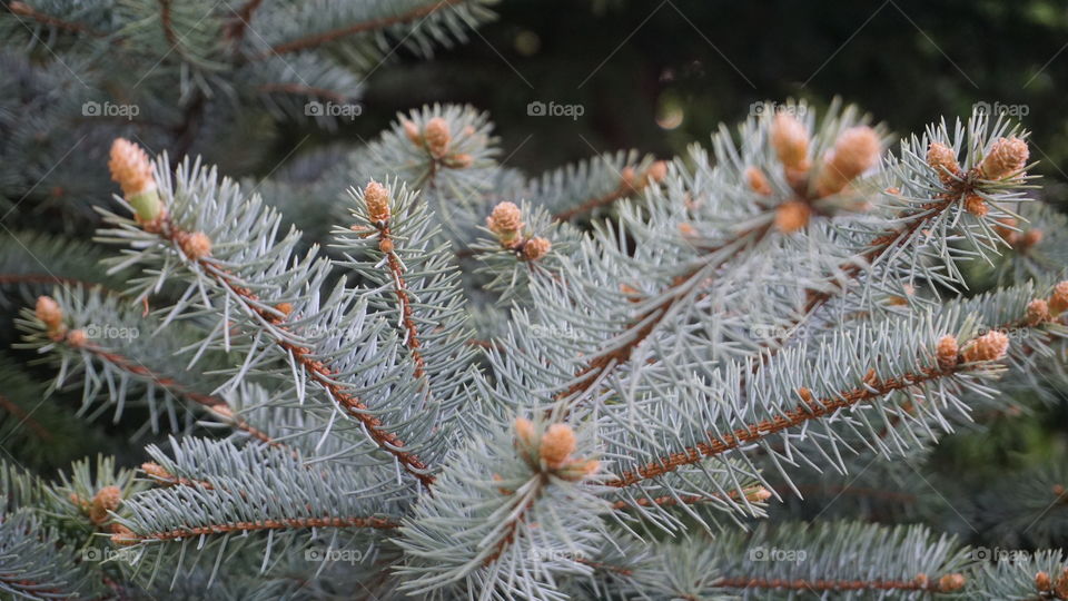 Winter, Christmas, Pine, Tree, Evergreen