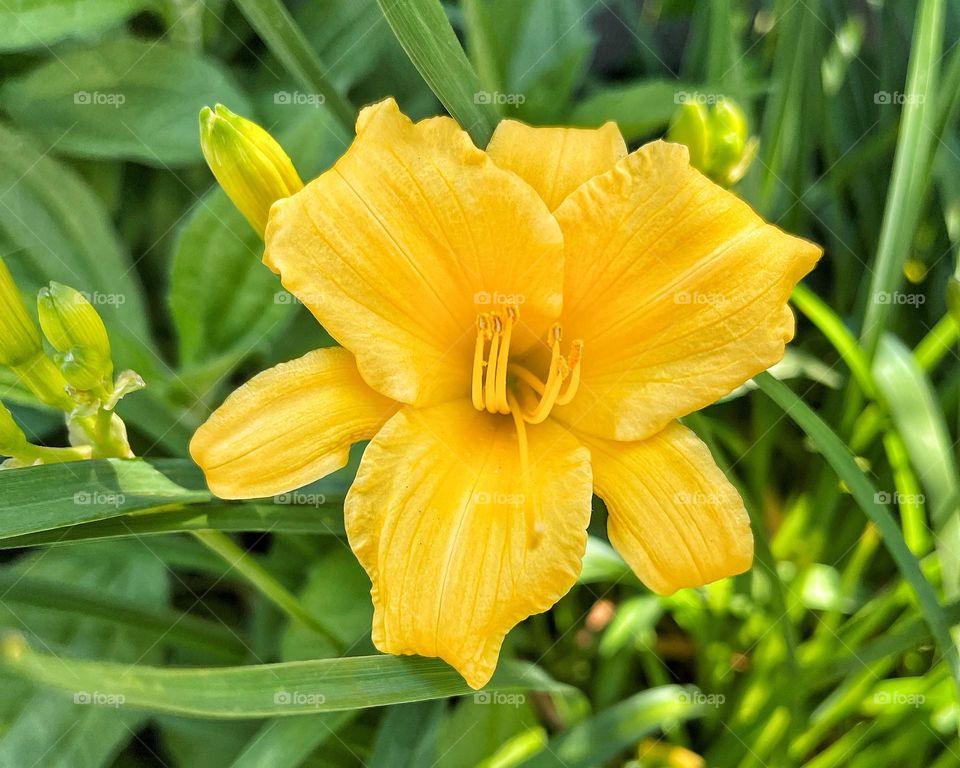 Stella de Oro blooming in my garden 