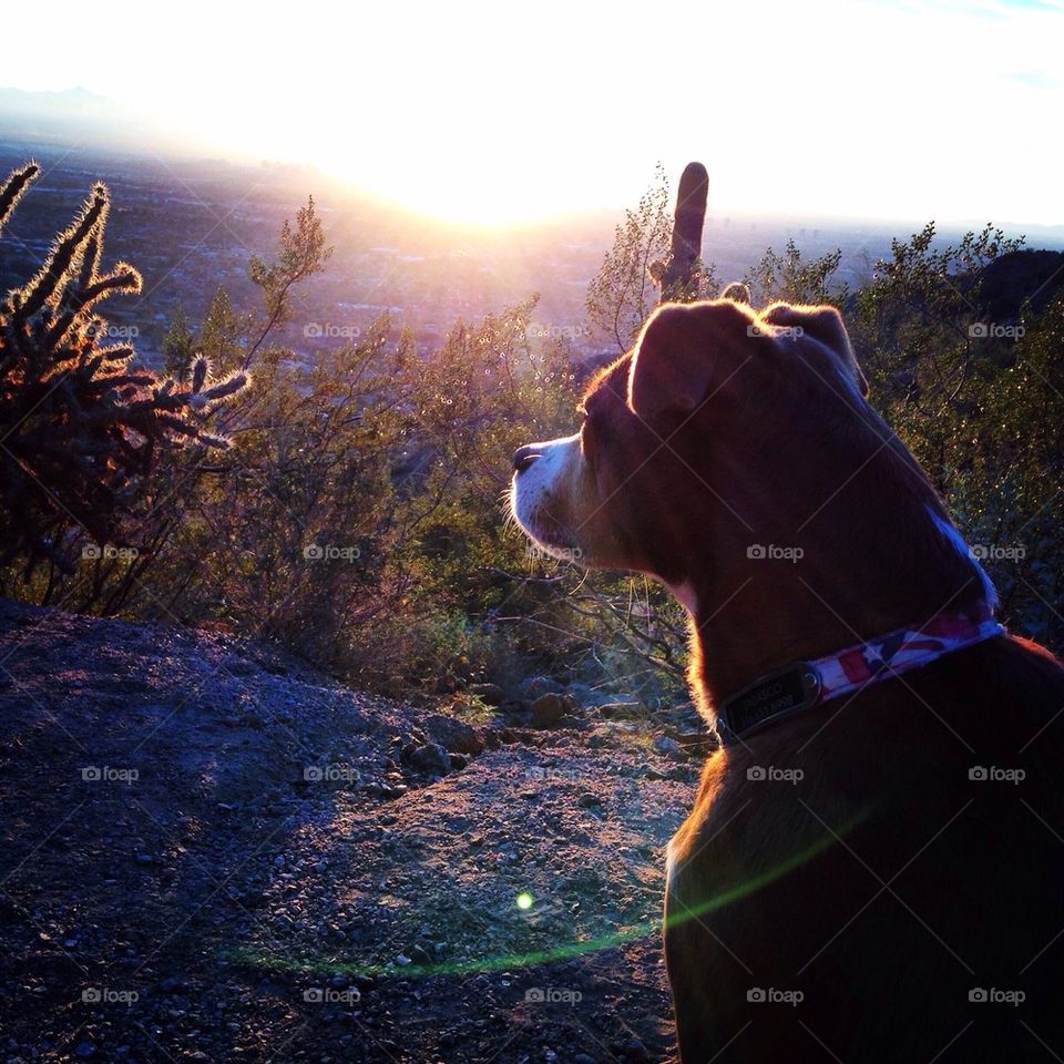 Dog looking at sunrise