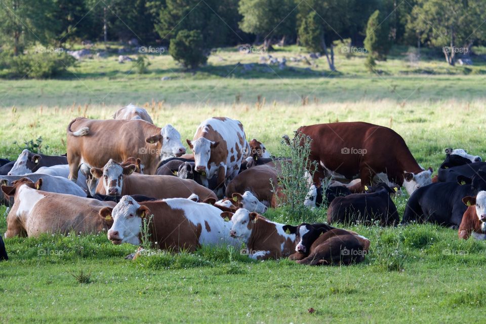 Cows on pasture. Cows on pasture 