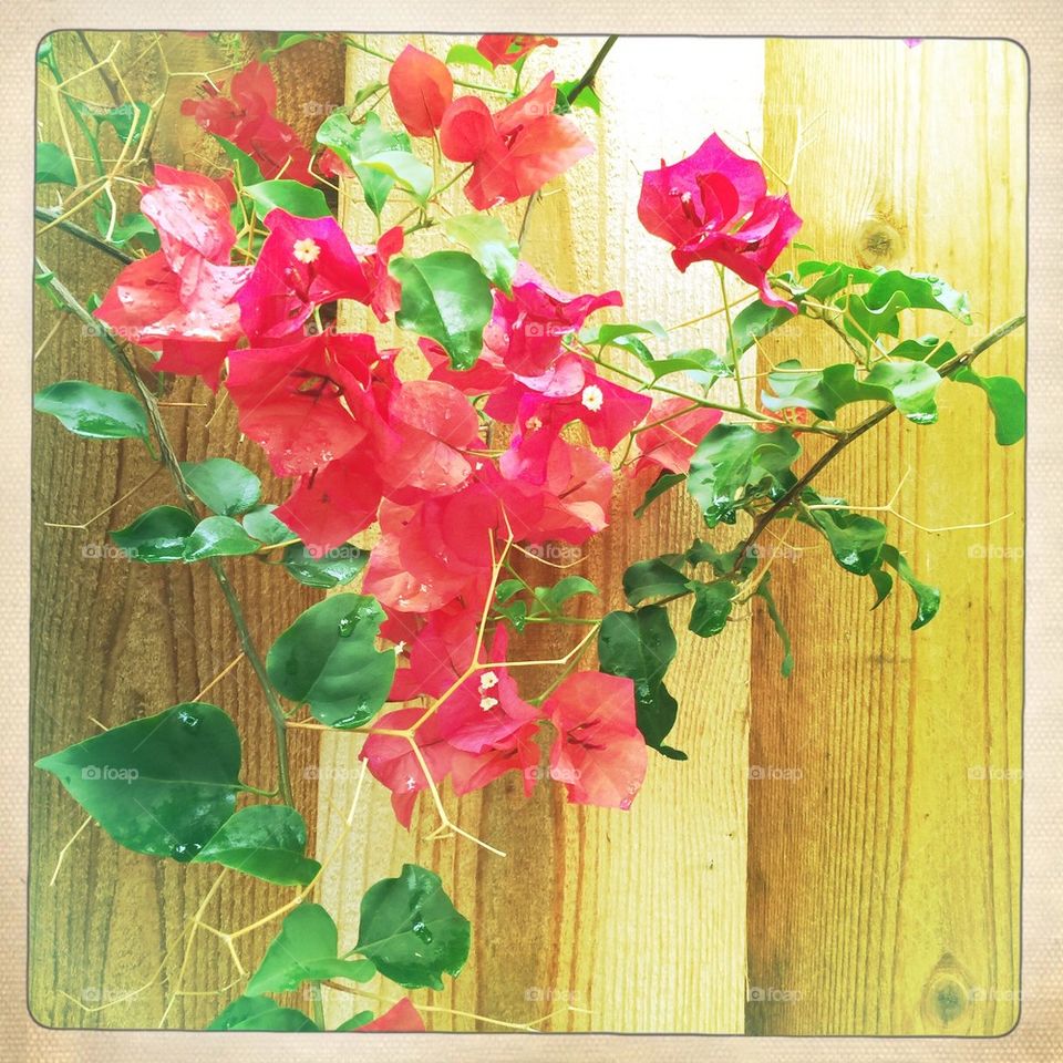 Bougainvillea against fence