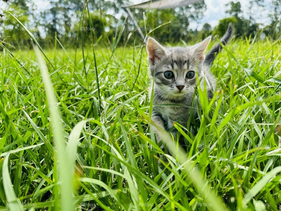 Kitten exploring nature! 