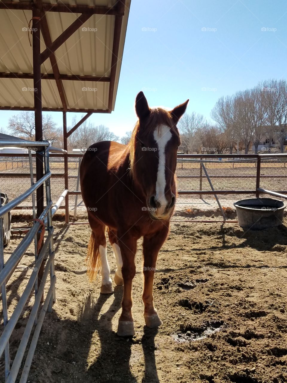 Horse with Ears