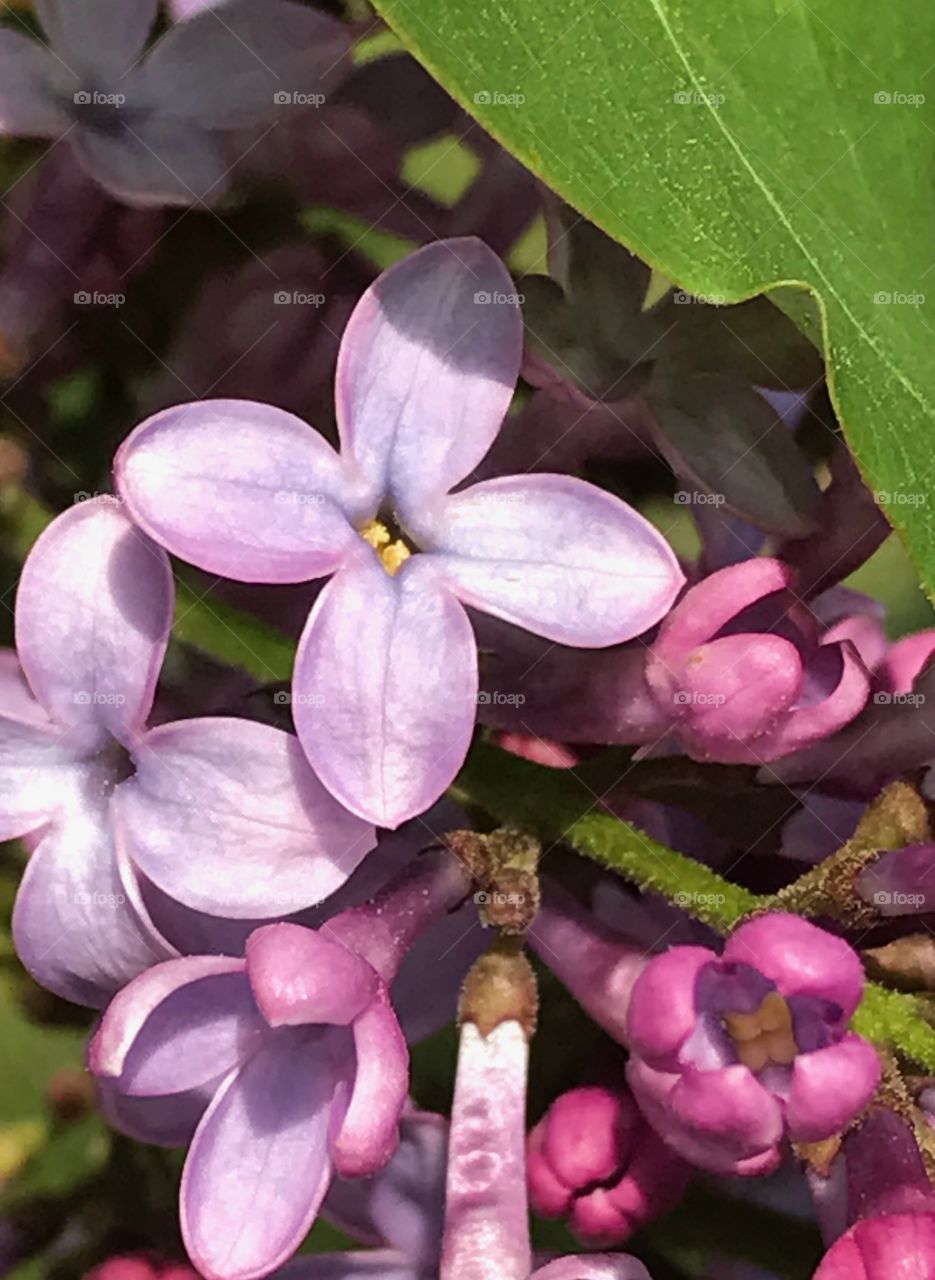 Lilac bloom