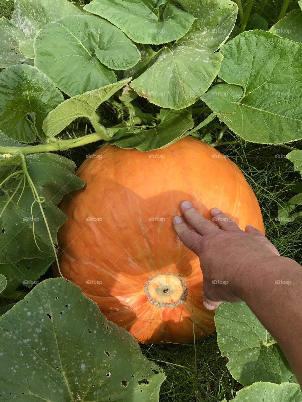 Backyard pumpkin patch