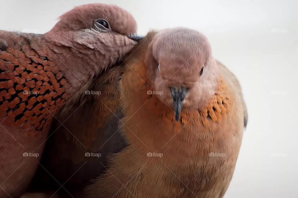 bird