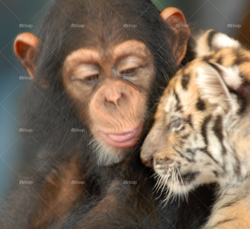 love lion friends chimp by lightanddrawing