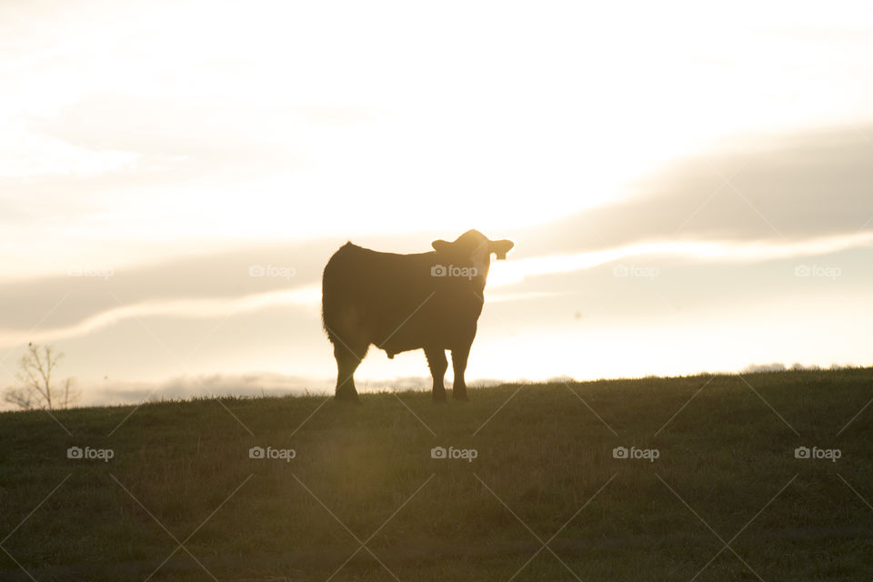 Bull During Sunset