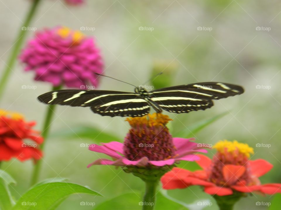 Nature, Butterfly, Flower, Insect, Summer