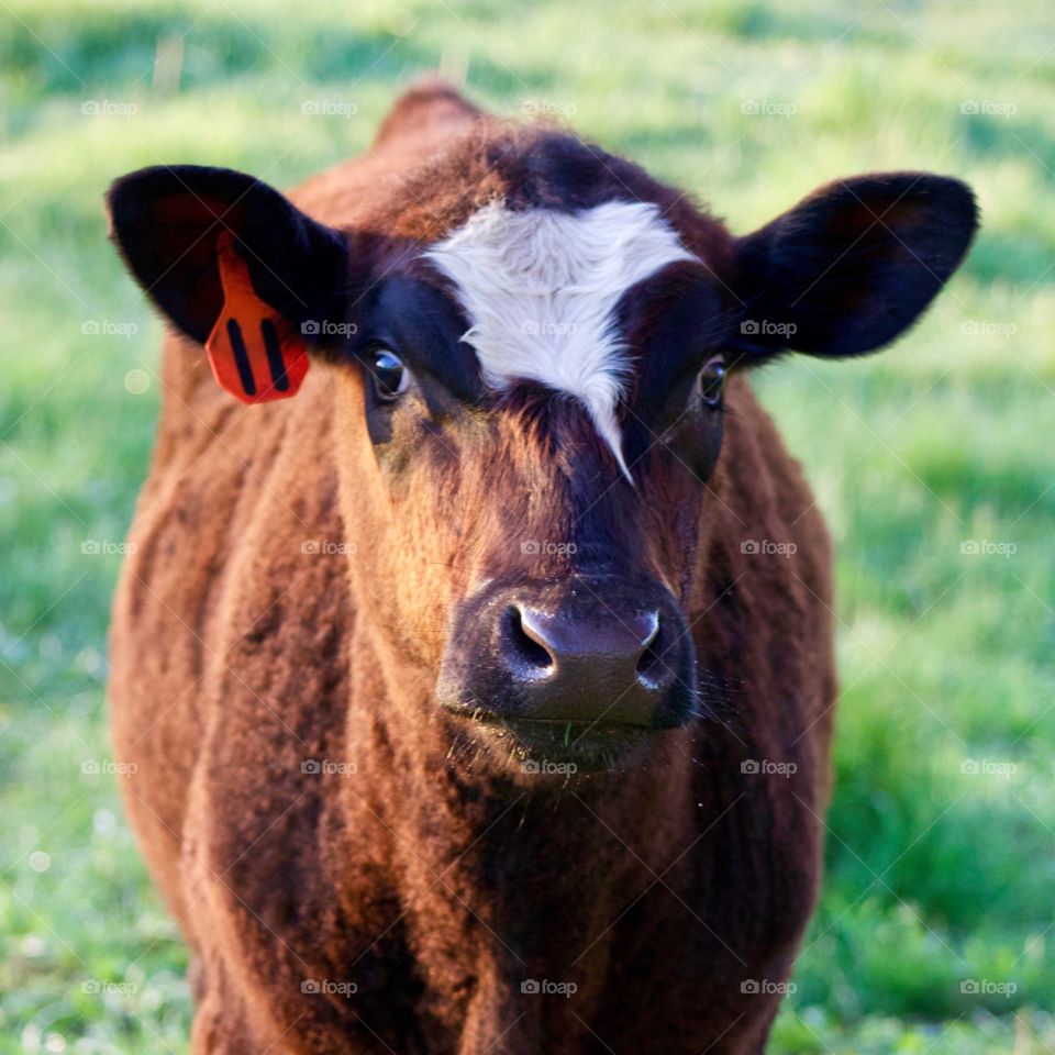 Breakfast Interrupted - a brown steer with a friendly expression, in a pasture on a sunny morning, looking at the camera