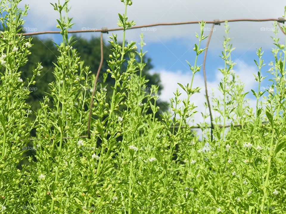 Squares of an old field fence accented by nature’s greenery, as well as blue and grey skies in the woods of South Georgia. 