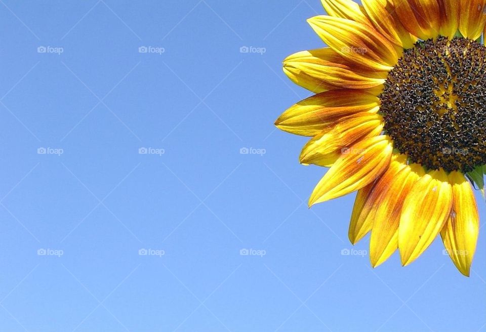 Sunflower 