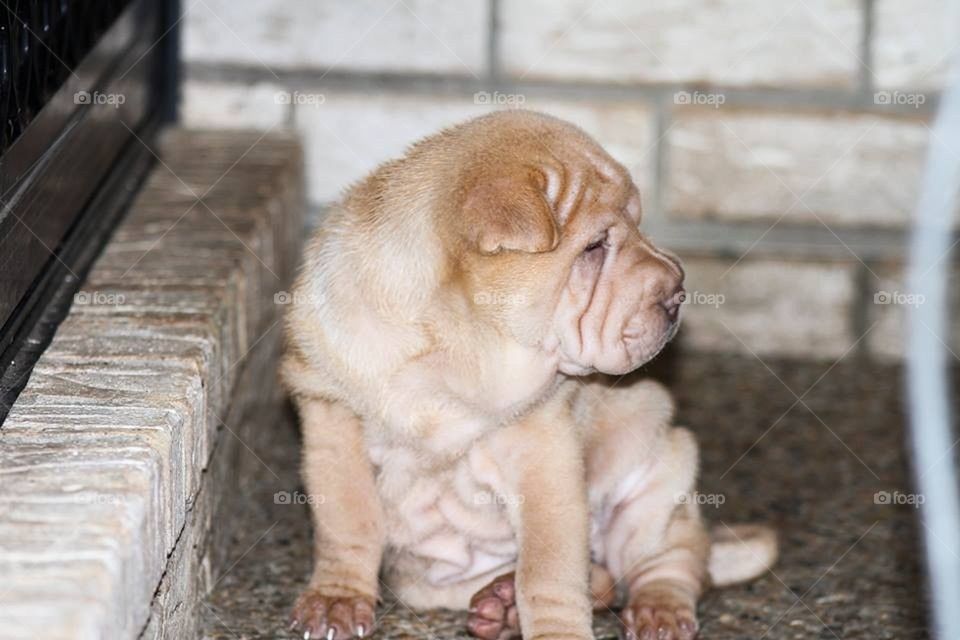 Puppy Sharpei