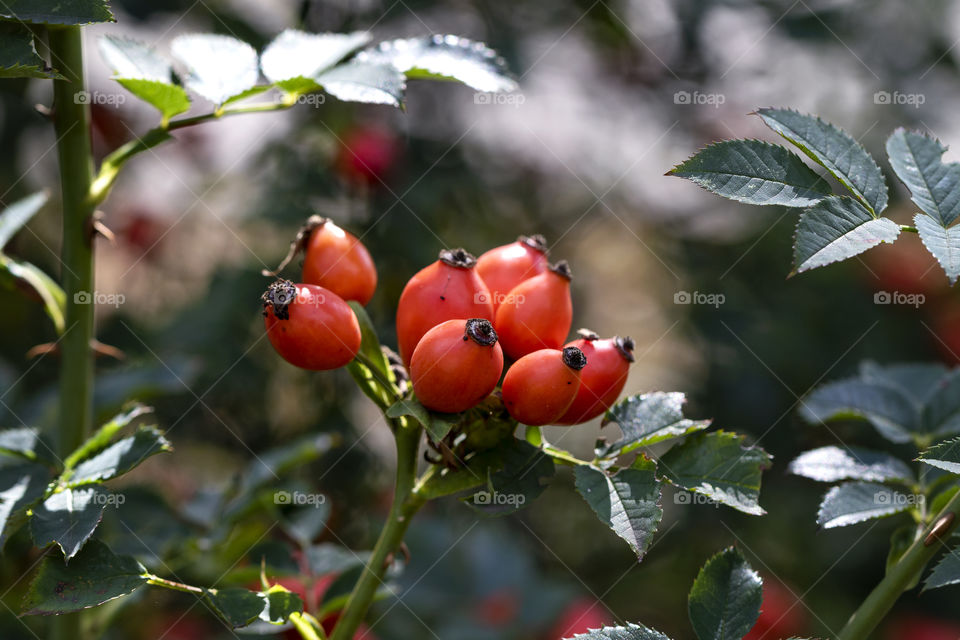 A portrait of a bunch of red rose hip berries hanging on a branch of a rose haw bush.