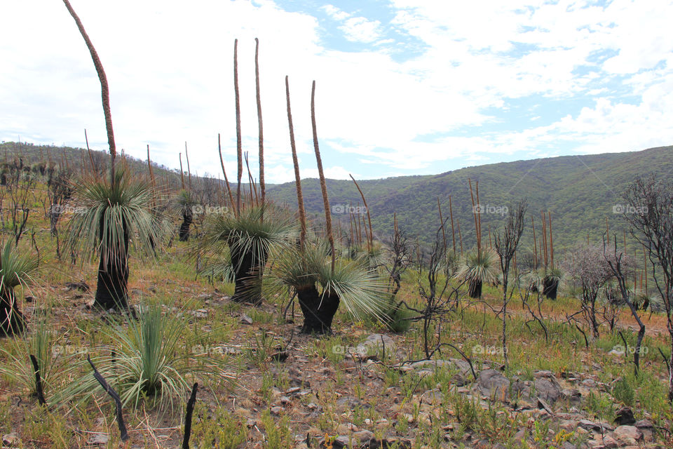 australia south australia deep creek yakka by Ross.stuff