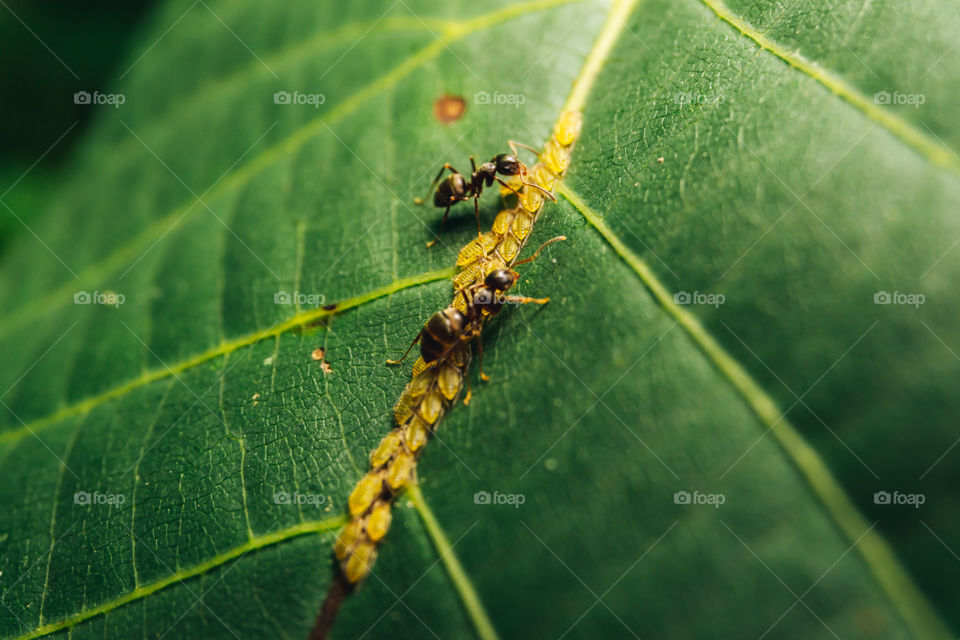 Macro shot of ants and aphids