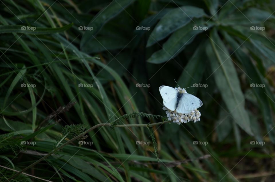 White butterfly