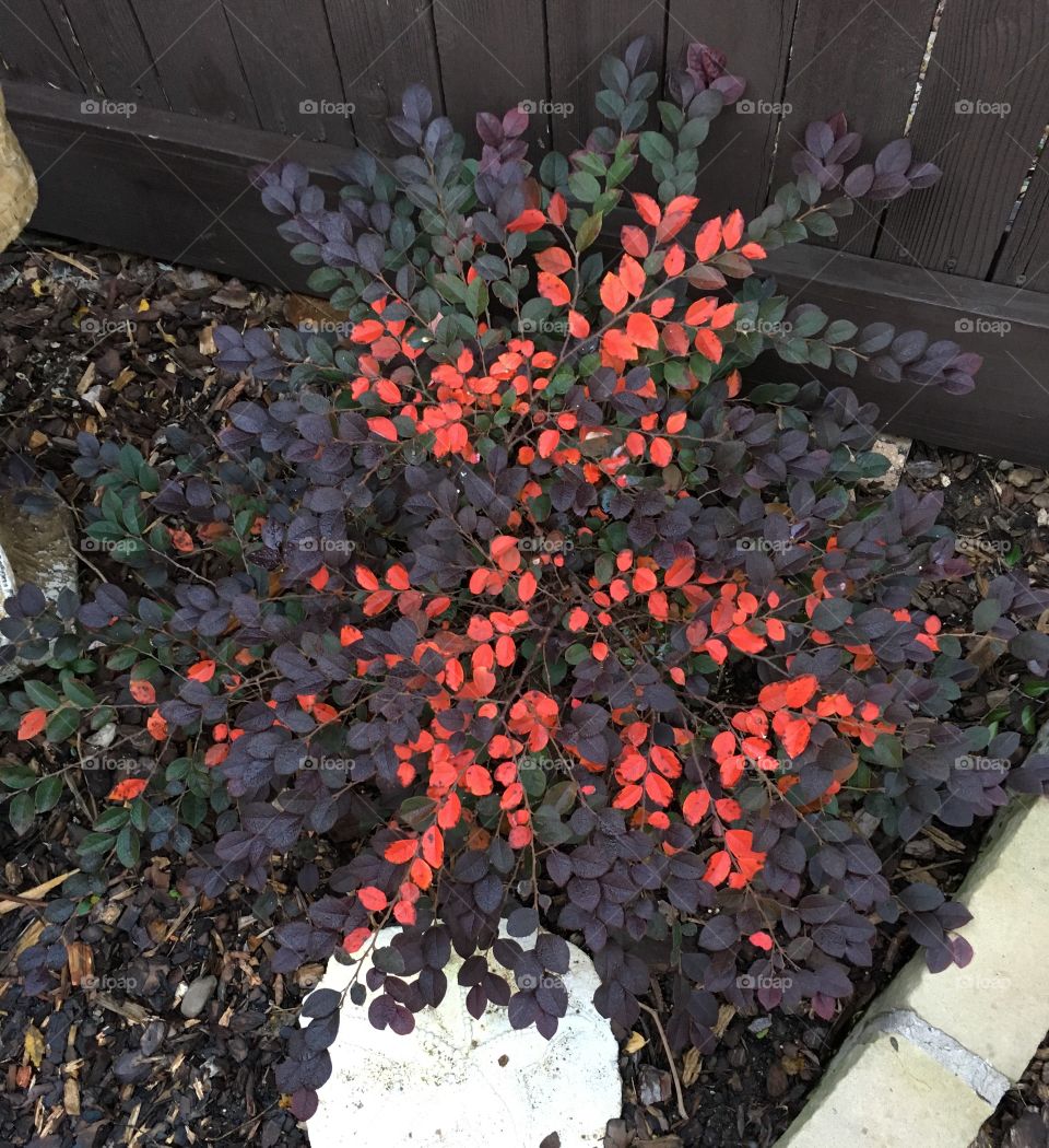 Lorapetalum -Purple Fringe Flower-in Fall