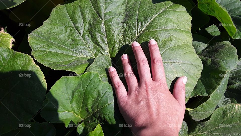 large squash plant leaf with hand touching it.