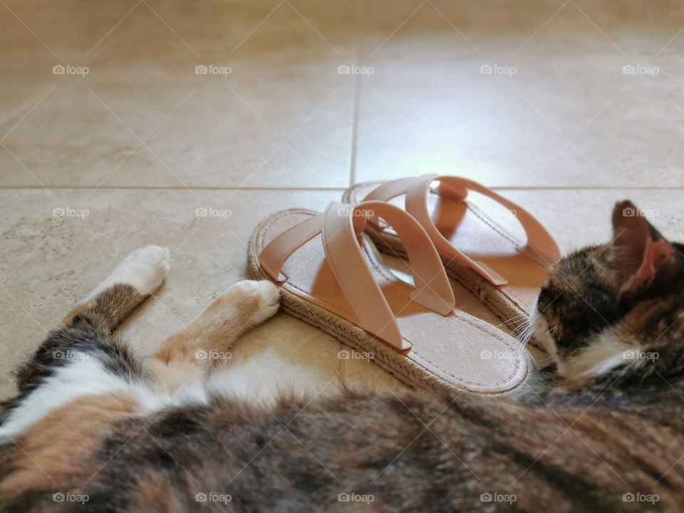 Cat sleeping beside a pair of lady sandal with copy space. Concept of love between human and animal.