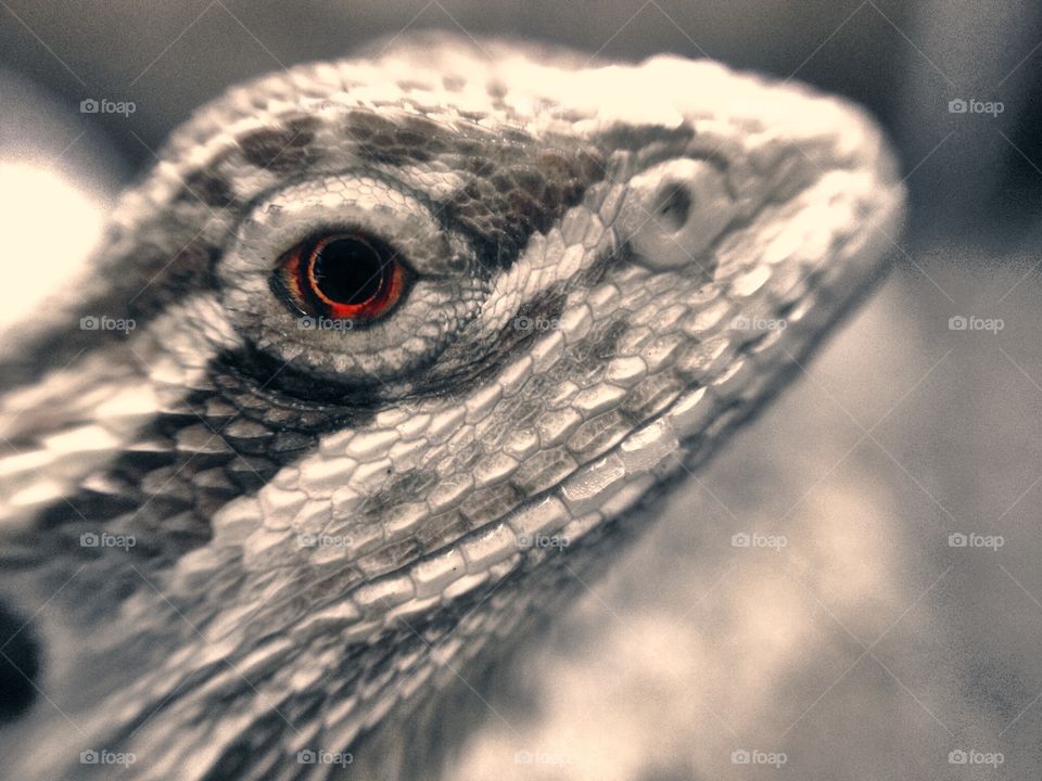 Bearded Dragon