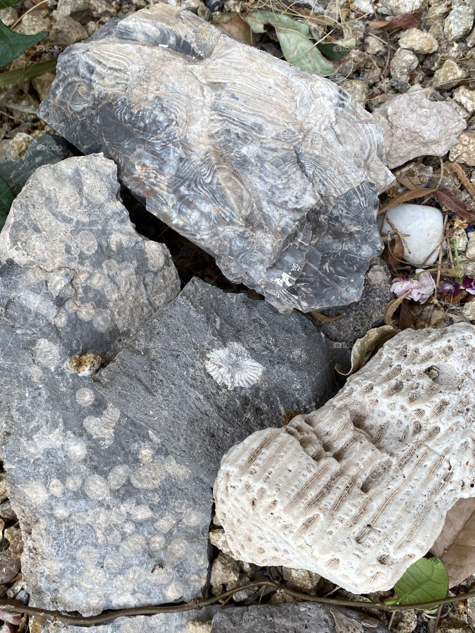 Fossil rocks