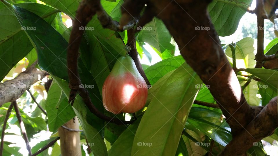 guava fruit