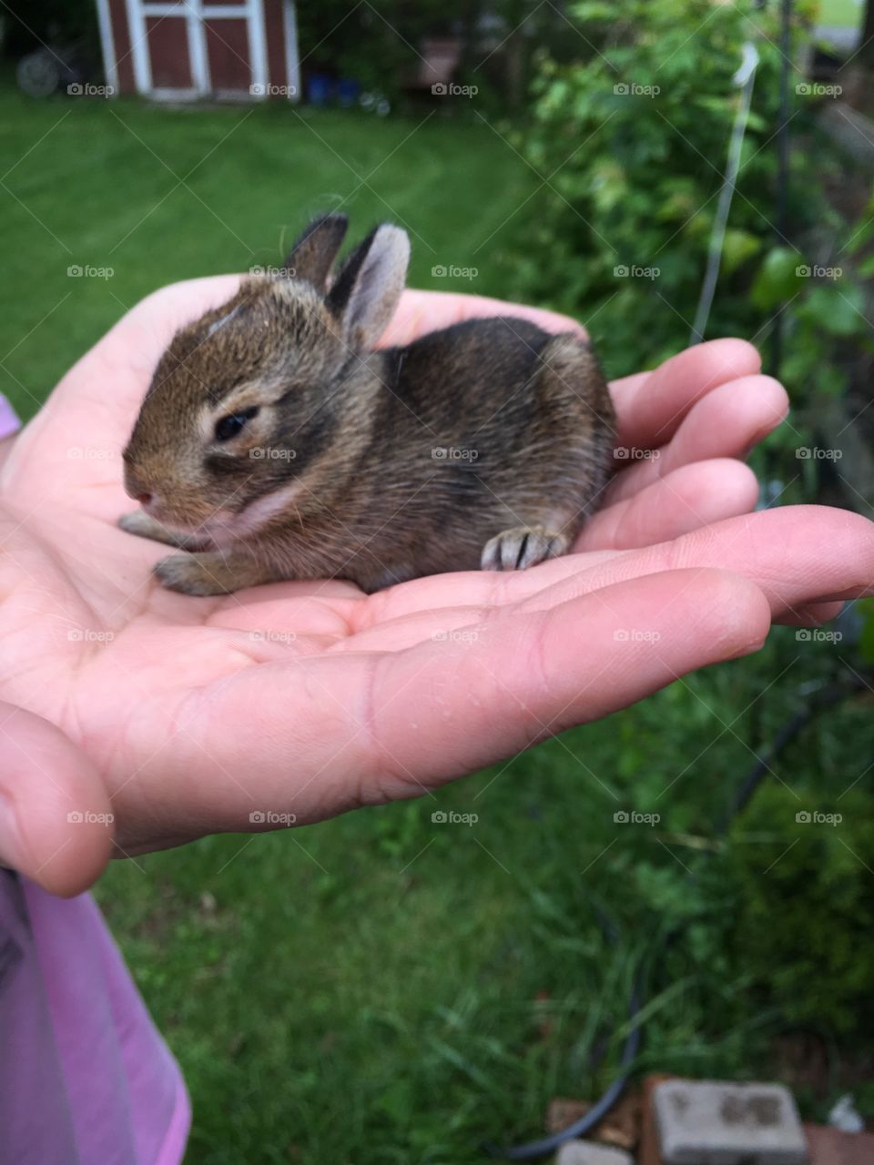 A person holding small rabbit
