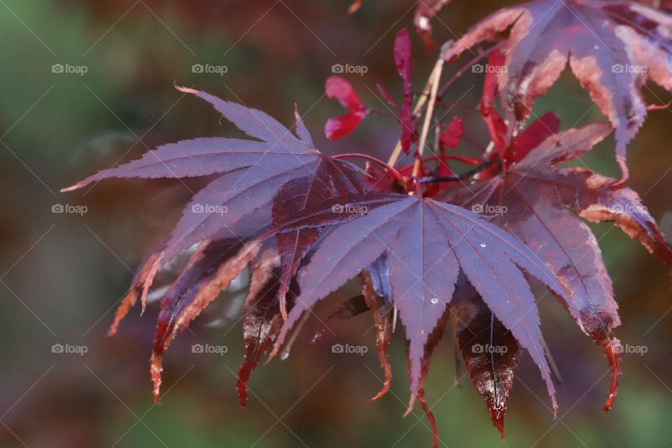 leaves of a plant