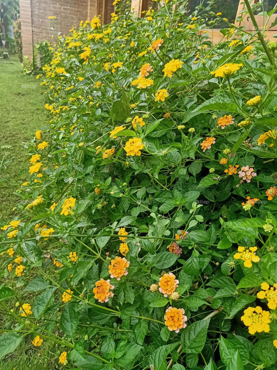 yellow bush flowers